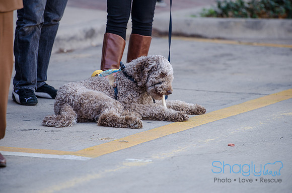 Krewe of Barkus 2012-287