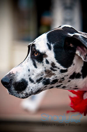 Krewe of Barkus-70