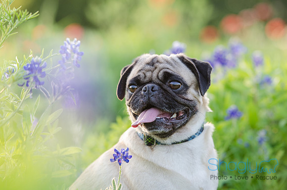 Bluebonnets Pug and Bulldog-24