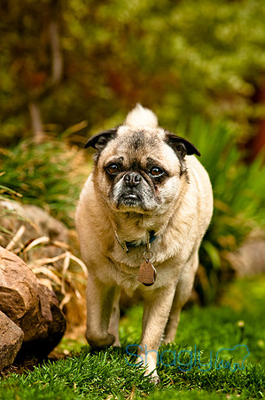 DFW Pug Rescue-60