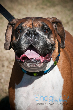 Richardson Pet Day-0398