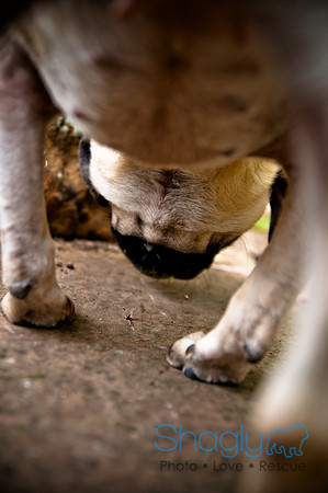 DFW Pug Rescue-35