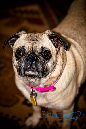 DFW Pug Rescue-158