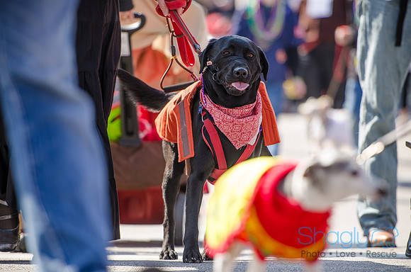 Krewe of Barkus 2012-250
