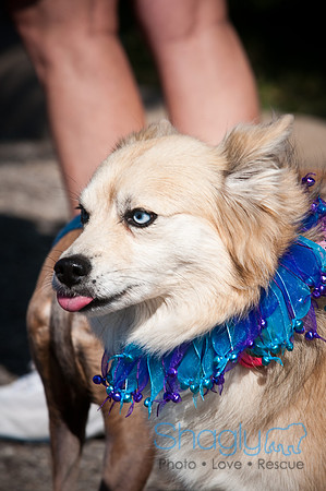 Richardson Pet Day-0146