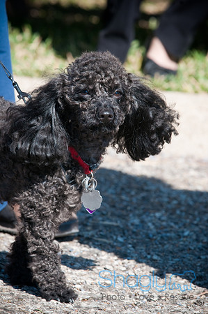 Richardson Pet Day-0267