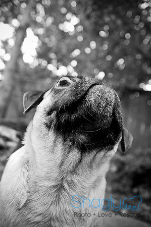 DFW Pug Rescue-42