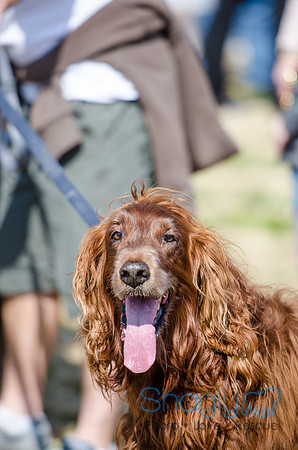 Krewe of Barkus 2012-90