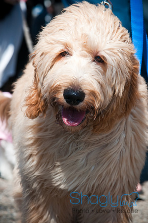 Richardson Pet Day-0226