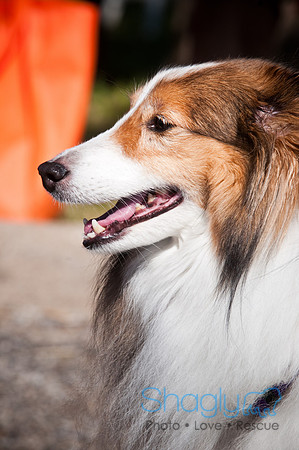 Richardson Pet Day-0284