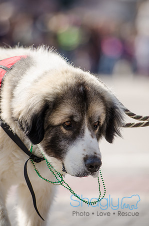 Krewe of Barkus 2012-167
