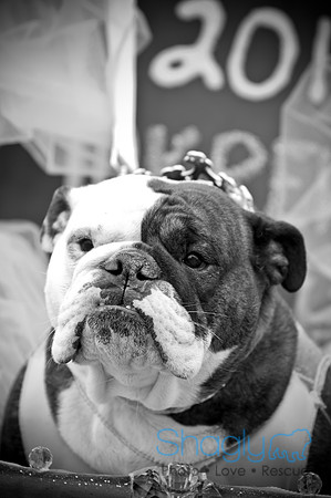 Krewe of Barkus-81
