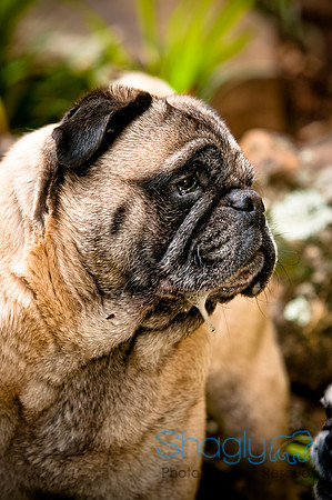DFW Pug Rescue-91