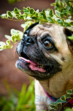 DFW Pug Rescue-96