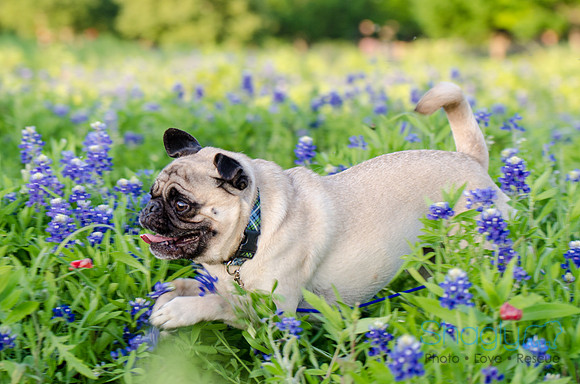 Bluebonnets Pug and Bulldog-29