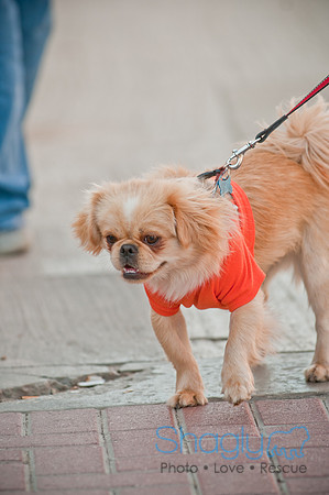 Krewe of Barkus 2011-58