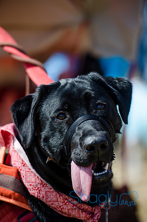 Krewe of Barkus 2012-73