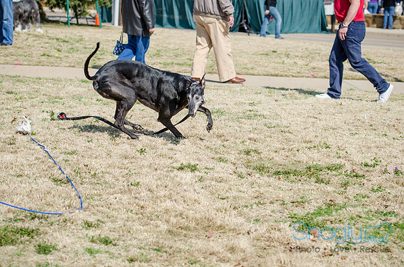 Krewe of Barkus 2012-127