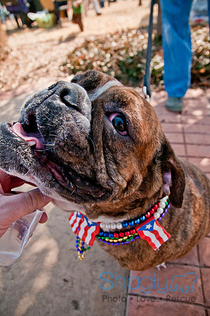 Krewe of Barkus 2011-33