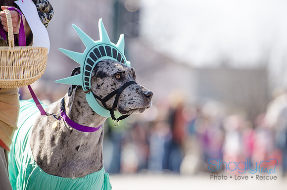 Krewe of Barkus 2012-165
