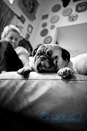 DFW Pug Rescue-149