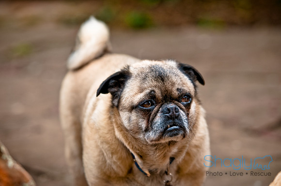 DFW Pug Rescue-49