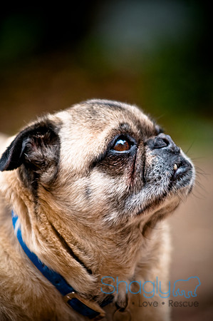 DFW Pug Rescue-55