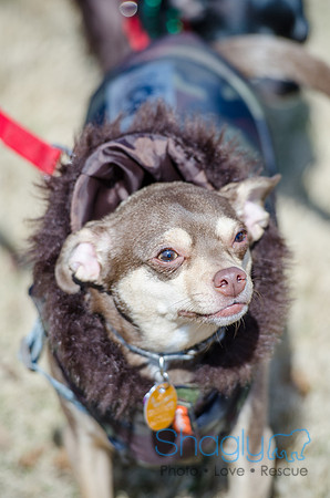 Krewe of Barkus 2012-3