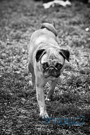 DFW Pug Rescue-93