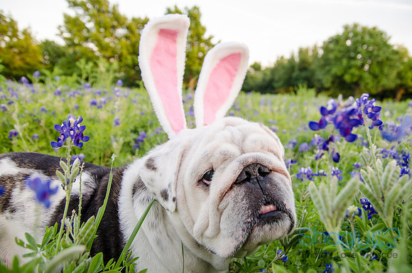 Bluebonnets Pug and Bulldog-61
