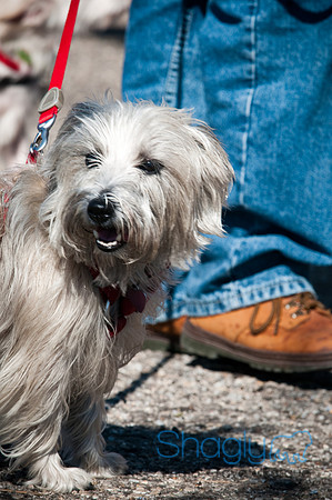 Richardson Pet Day-0196