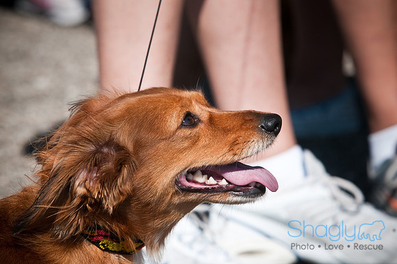 Richardson Pet Day-0179