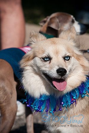Richardson Pet Day-0147