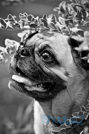 DFW Pug Rescue-97