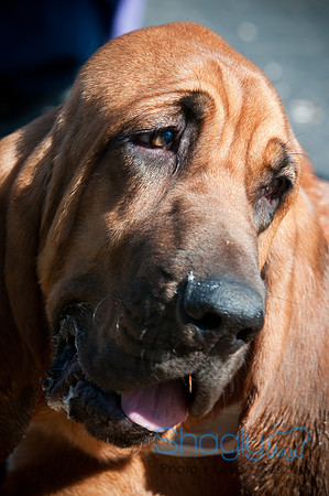 Richardson Pet Day-0392