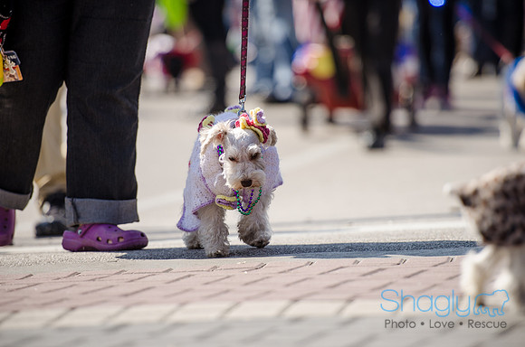 Krewe of Barkus 2012-253