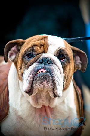 Krewe of Barkus-87