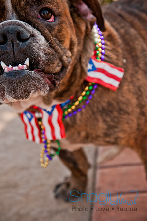 Krewe of Barkus 2011-32