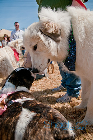 Krewe of Barkus 2011-17