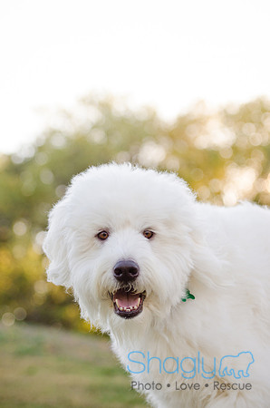 Cooper-3