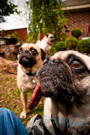DFW Pug Rescue-2