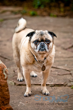 DFW Pug Rescue-47