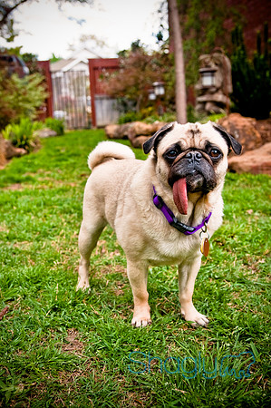 DFW Pug Rescue-121