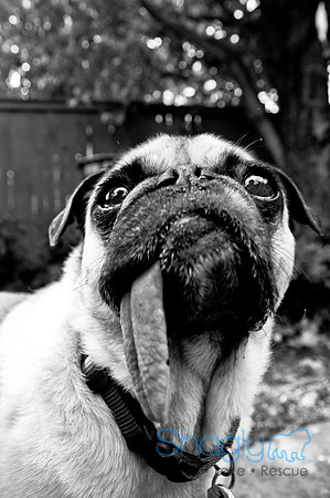 DFW Pug Rescue-26