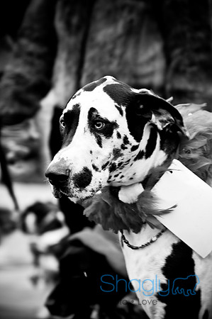Krewe of Barkus-69