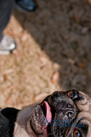 Krewe of Barkus 2011-15