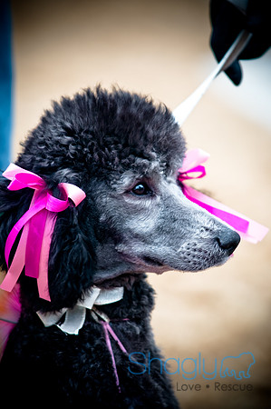 Krewe of Barkus-117
