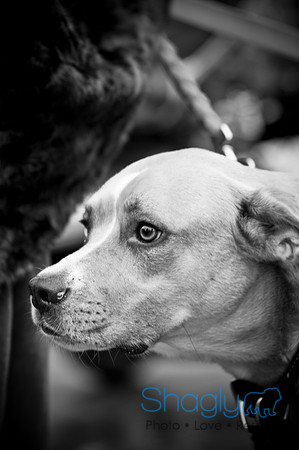 Krewe of Barkus-59