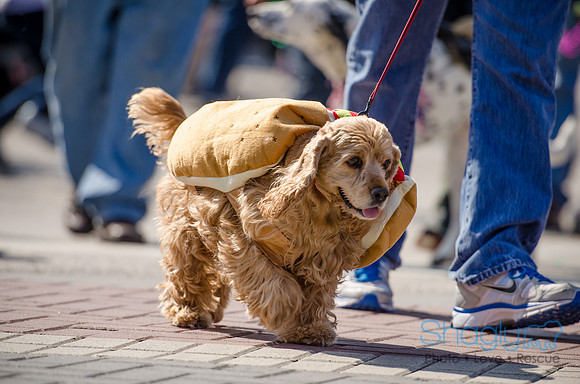 Krewe of Barkus 2012-217