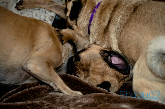 DFW Pug Rescue-141